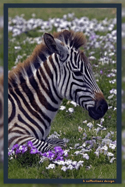 Zebra Animals GIF - Zebra Animals Cute GIFs