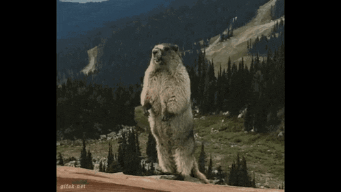 a ground squirrel standing on its hind legs in front of a mountain