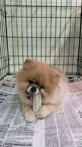 Dog Chew GIF - Dog Chew Eating GIFs