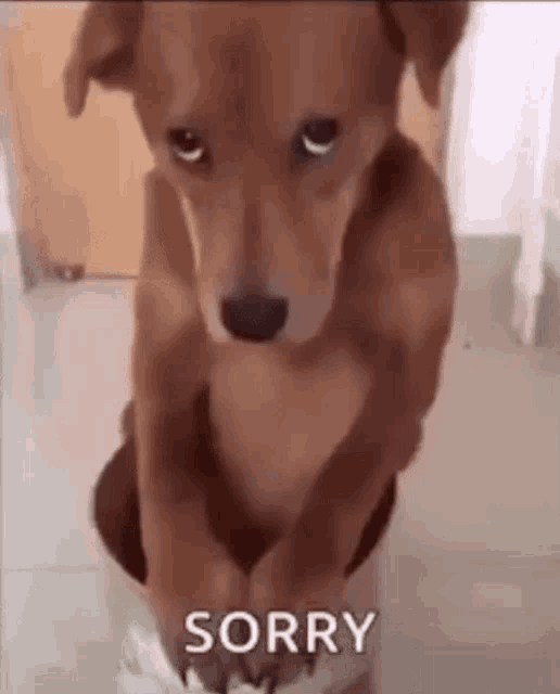 a brown dog is standing on its hind legs and looking at the camera with a sad look on its face .