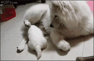 a large white dog is laying on the floor with a smaller white dog .