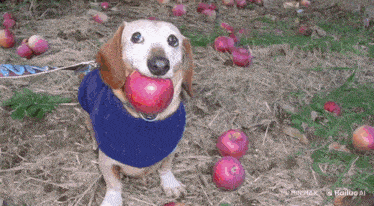 a dachshund wearing a blue sweater is holding an apple in its mouth