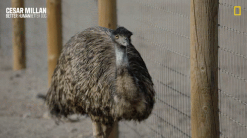 Emu Sneaky GIF - Emu Sneaky Sneaking GIFs
