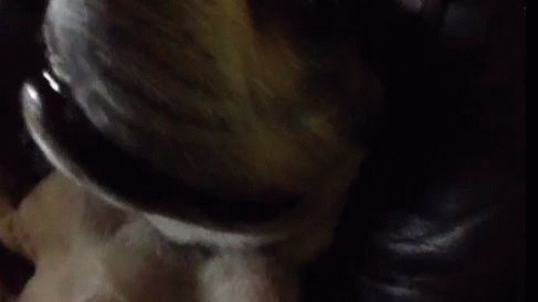 What Was That?! GIF - Dog Pug Wake Up GIFs