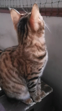 Rigani Cat GIF - Rigani Cat Bengal GIFs