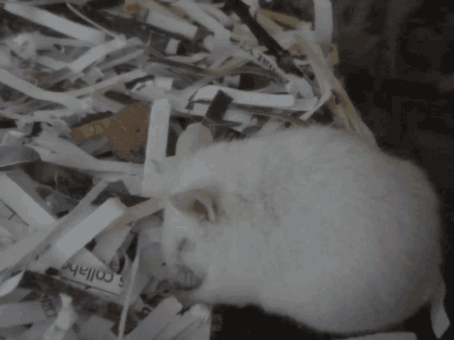 a pile of shredded paper with a label that says ' collars ' on it
