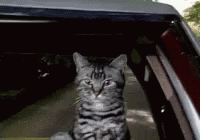 Bounce Cat GIF