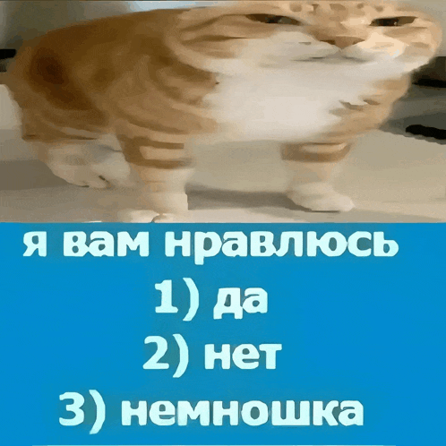 a blurry picture of a cat next to a blue sign that says " я вам нравлюсь 1 ) да 2 ) нет "