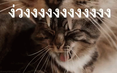 แมว หาว ง่วงงงงง GIF - Cat Yawn Sleepy GIFs
