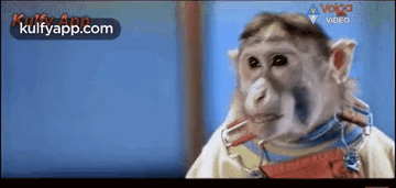 Monkey.Gif GIF - Monkey Reactions Shocked GIFs