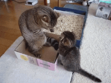 two cats are playing with a cardboard box that says ' a ' on the front