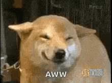 a shiba inu dog is smiling with its eyes closed and aww written on the bottom .
