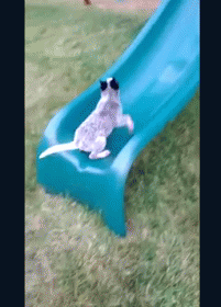 Slippery Slope GIF - Dog Slide Fail GIFs