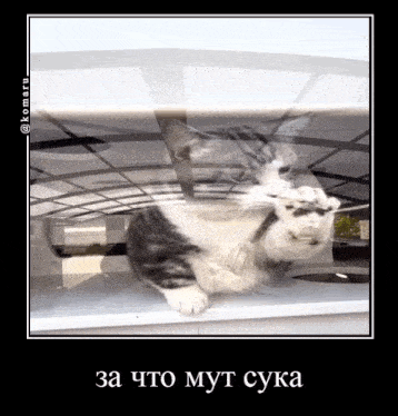 a picture of a cat with a russian caption