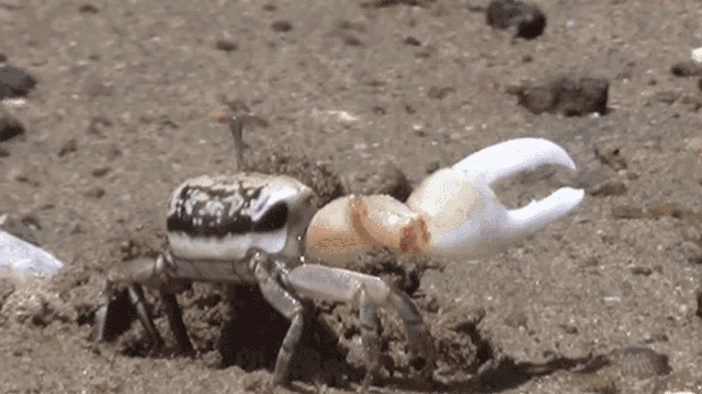 a black and white crab with white claws is crawling in the sand