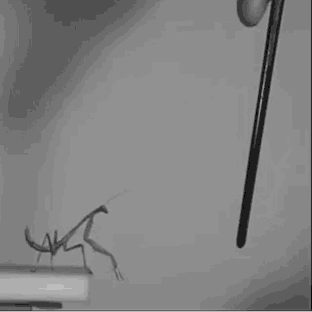 Mantis Praying GIF - Mantis Praying Stripper GIFs