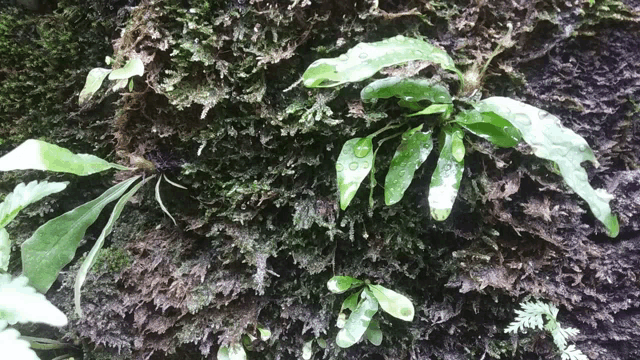 a green plant with water drops on it is growing on a rock