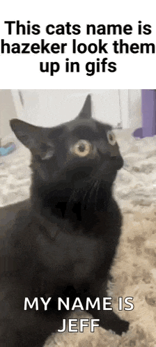 a black cat with a caption that says this cats name is hazeker look them up in gifs