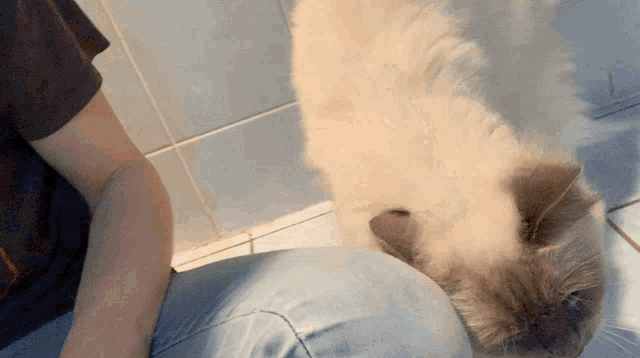 a cat is laying on a person 's lap