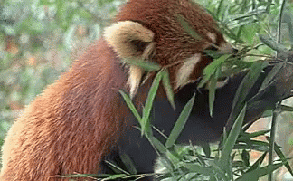 Red Panda Eating Leaves GIF - Red Panda Eating Leaves Nom Nom GIFs