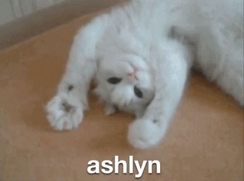 Ashlyn Cat GIF - Ashlyn Cat GIFs