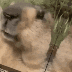 a close up of a monkey 's face in a box of food .
