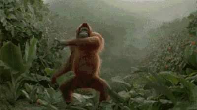 跳舞 大猩猩 猩猩 可爱 GIF - Dance Gorilla Cute GIFs