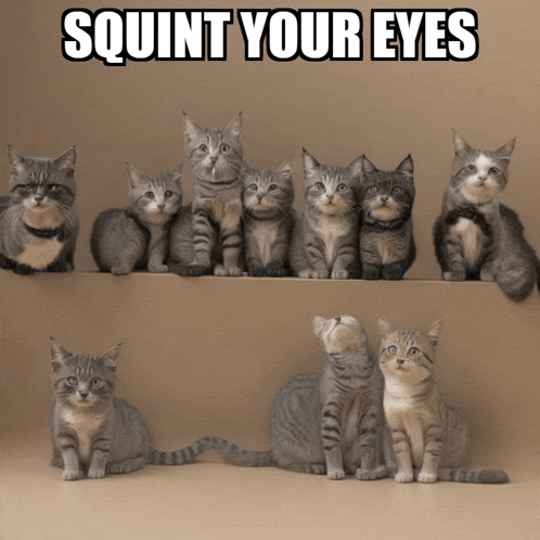 a group of cats sitting on a shelf with the caption " squint your eyes " above them