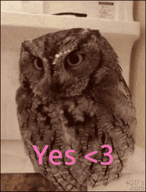 Owl Coolxd312 GIF - Owl Coolxd312 No Zoverr GIFs