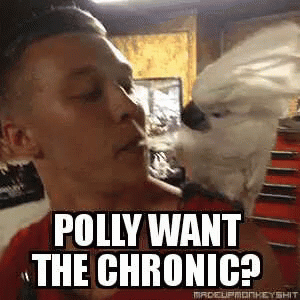 Weed Polly GIF - Weed Polly Want GIFs