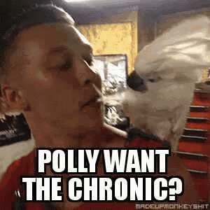 a man is holding a cockatoo on his shoulder and says polly want the chronic .
