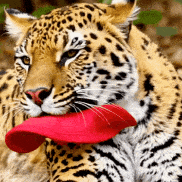 a close up of a leopard holding a red frisbee in its mouth