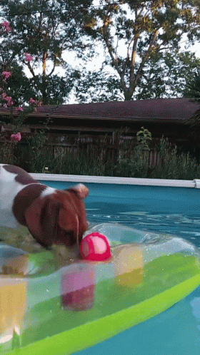 Eva Swimming GIF - Eva Swimming Dog GIFs