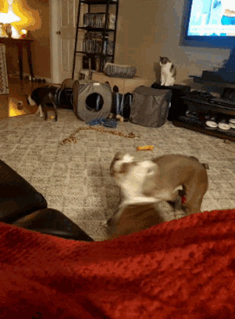 Boston Pitbulls GIF