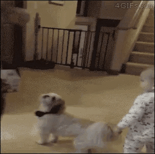 Baby Dog GIF - Baby Dog Treat GIFs