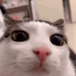 Cat Blink GIF - Cat Blink Cat Blink GIFs