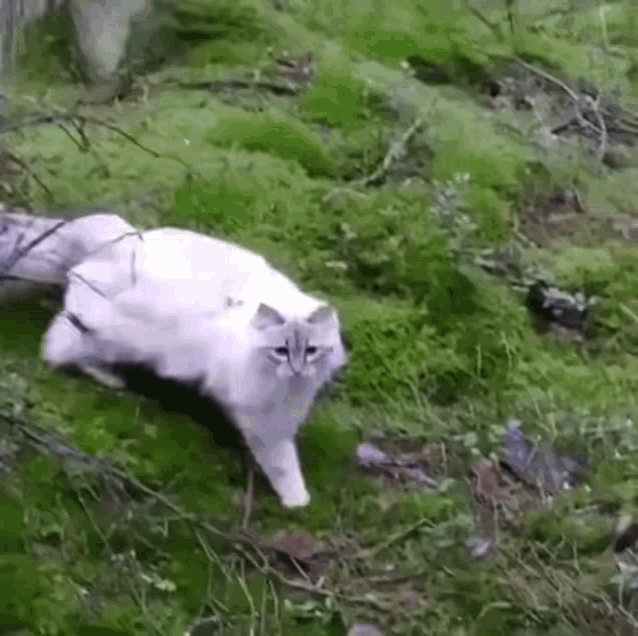 Boing Cat GIF - Boing Cat Jump GIFs