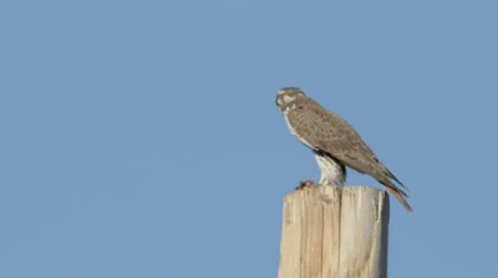Falcon Fly By GIF - Falcon Fly By Whats Up GIFs