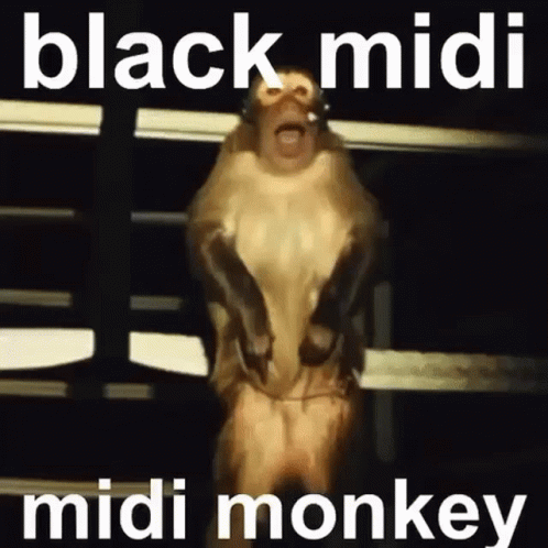 Black Midi Monkey GIF