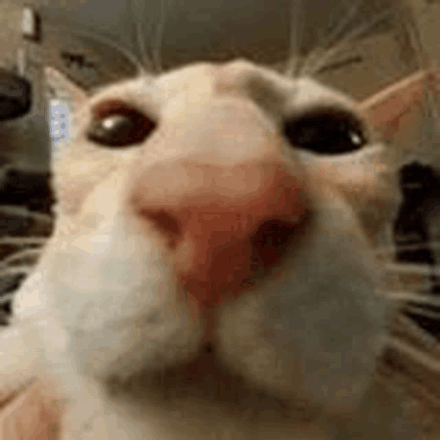 a close up of a cat 's nose with a red nose .