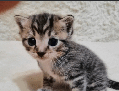 a small kitten sitting on a white carpet looking at the camera
