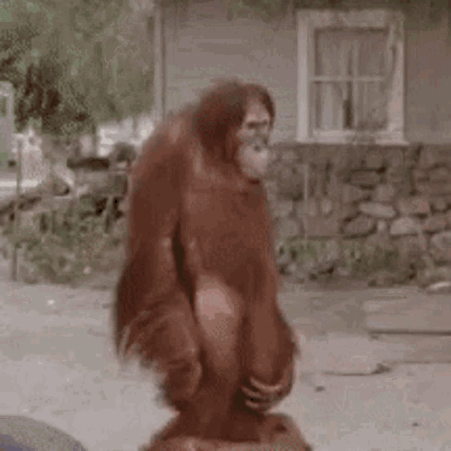 Every Which Way But Loose Orangutang GIF - Every Which Way But Loose Orangutang Monkey GIFs
