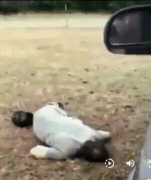 a cat laying on the ground next to a car
