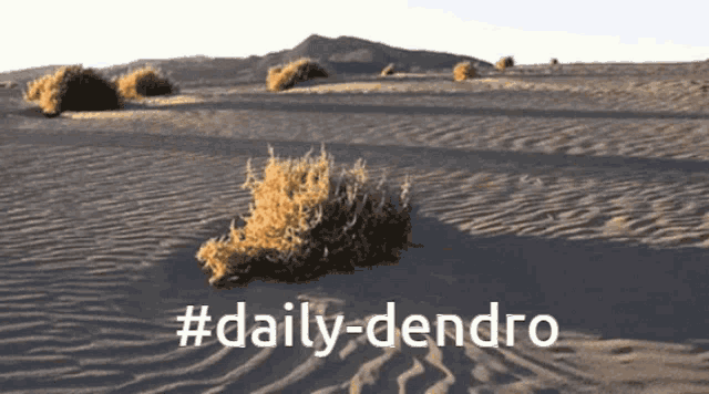 a picture of a desert with #daily-dendro written on the bottom