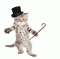 Kitten Cat Magician GIF - Kitten Cat Magician GIFs
