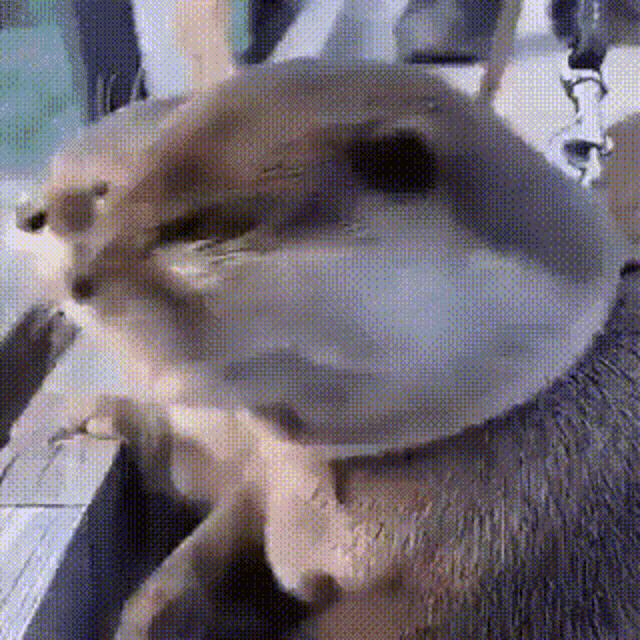 a close up of a cat sitting on a person 's head .