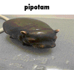 a picture of a hippo with the word pipotam on it