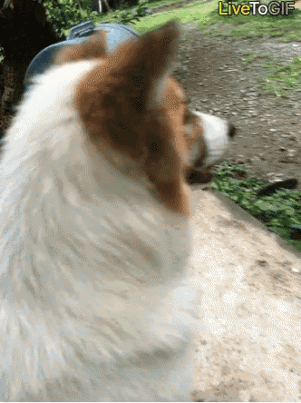 a brown and white dog is walking down a dirt road with the words livetogif written above it