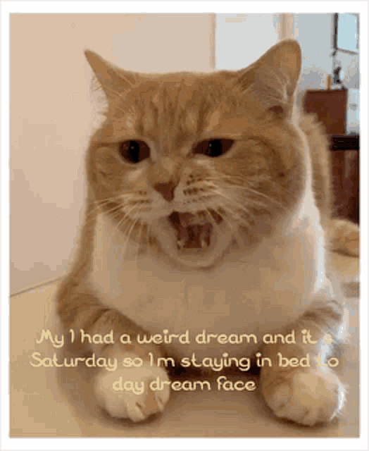 a cat is laying down with its mouth open and the words my i had a weird dream and it a saturday