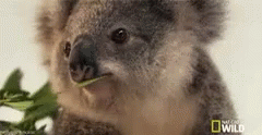 Koala Cute GIF - Koala Cute Tired GIFs